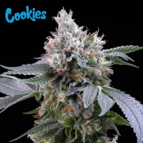 Cookies Seed Bank - Dirty Diana